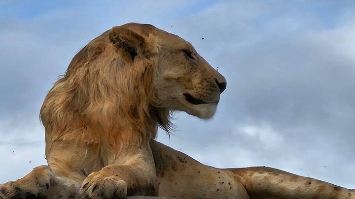 Majestic male lion resting on a rock ledge against a cloudy sky backdrop
