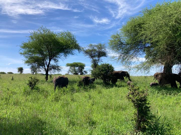 Herd of elephants grazing on lush green savannah dotted with acacia trees under blue sky