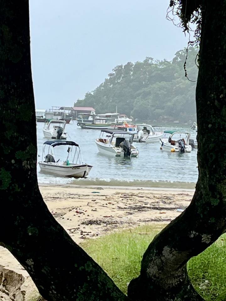 Small motorboats moored in a tranquil bay, framed by two tree trunks on a misty morning.