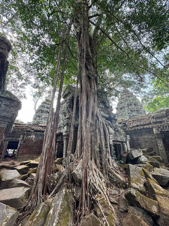 Ancient stone temple ruins entwined by massive tree roots in a jungle setting.