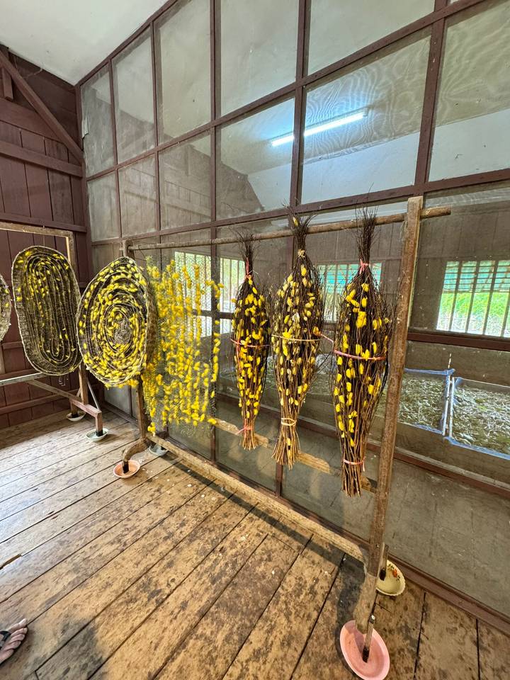 Bundles and coils of yellow silk cocoons displayed inside a wooden workshop.