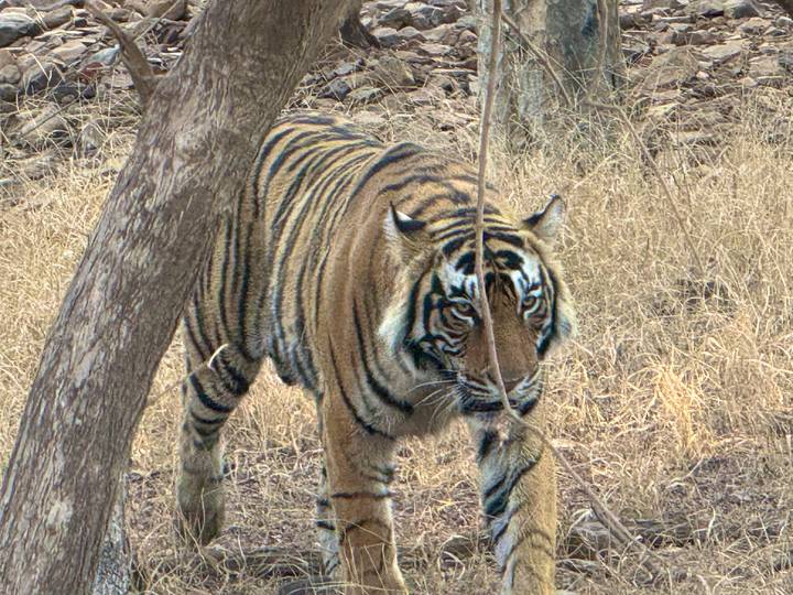 Close-up of a Bengal tiger walking through dry grass and trees.