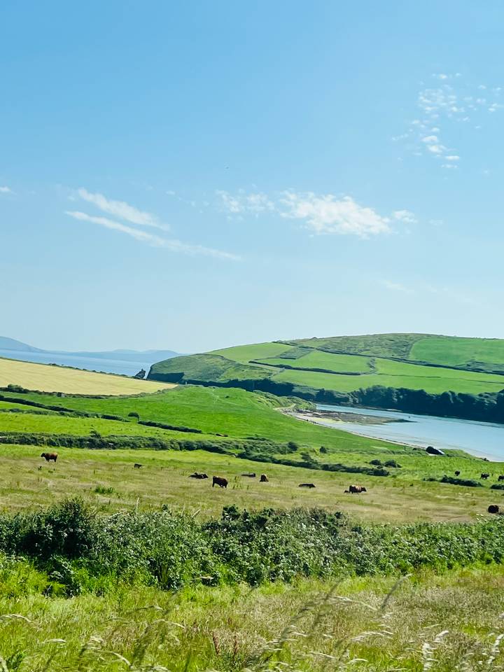 Sunny panorama of rolling green fields meeting a calm blue bay on the Irish coast.