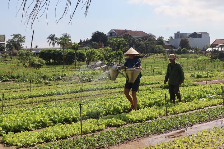Local farmers watering neat rows of vegetables in a sunny rural garden outside Hoi An.