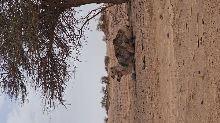 Camel resting beneath sparse desert tree on sandy ground.
