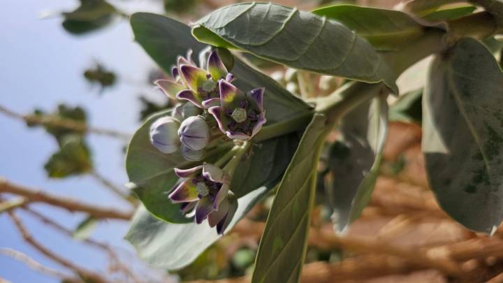 Close-up of budding desert flower with blurred sandy background.