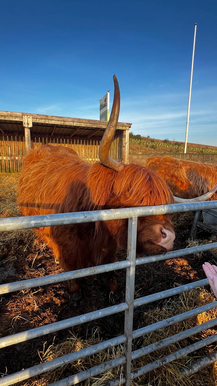 Close-up of a Highland cow with shaggy ginger coat and curved horn standing behind a metal fence.