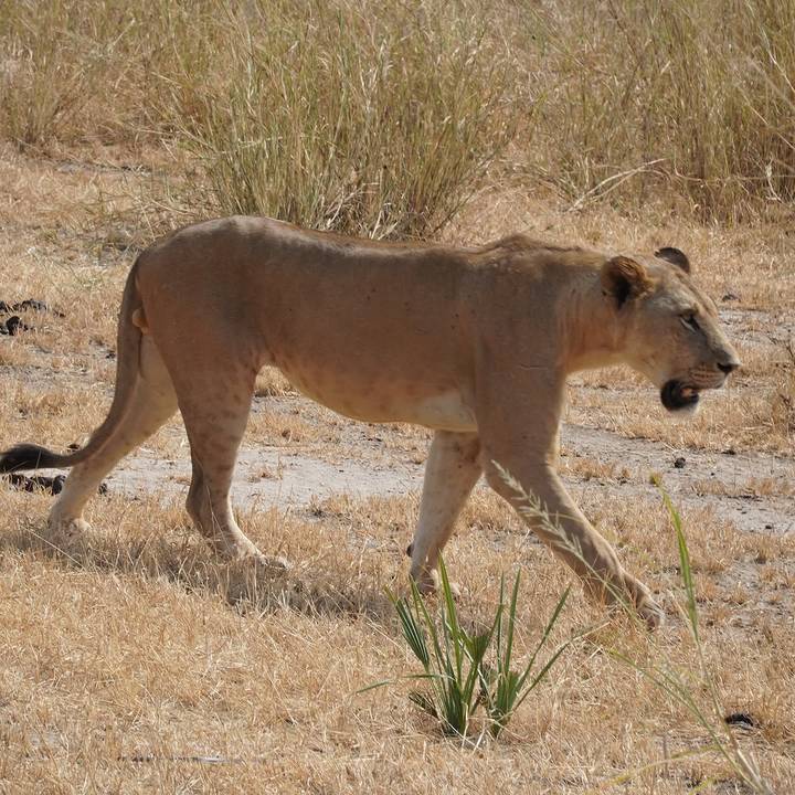 Side view of a lion walking through dry savannah grass
