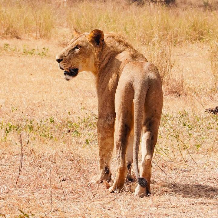Lion standing alert in open grassland looking back over its shoulder
