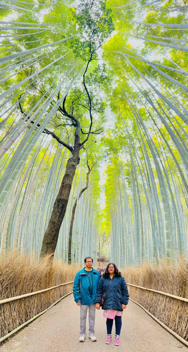 Upward view through the tall, dense bamboo grove of Arashiyama with sunlight filtering between green stalks.