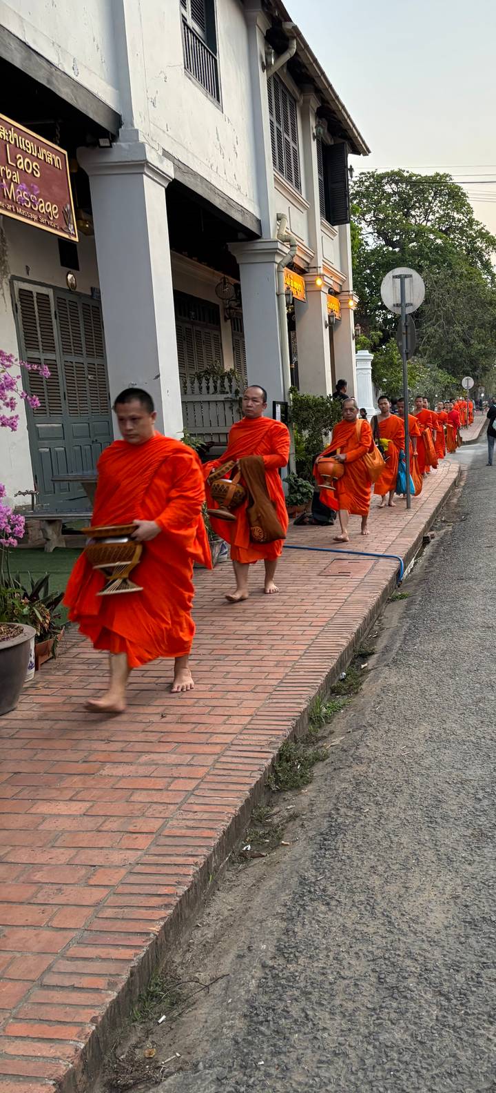 Dawn alms procession of barefoot Buddhist monks in vivid orange robes.