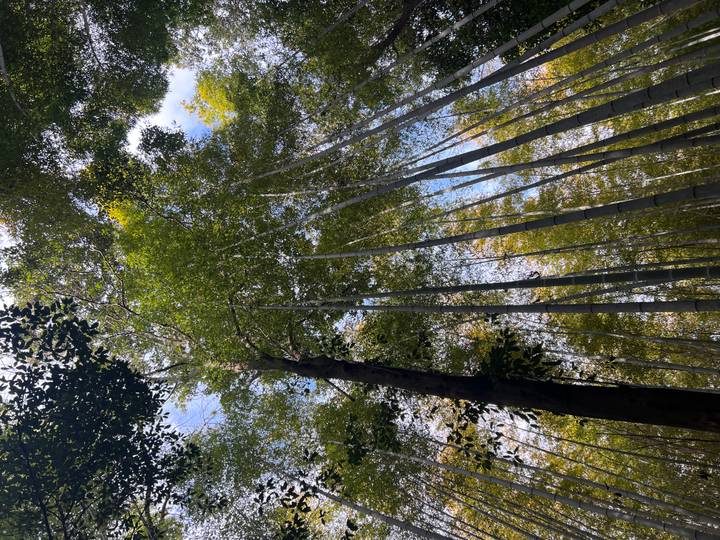 Upward view through tall, slender bamboo stalks reaching toward the sky with scattered sunlight.
