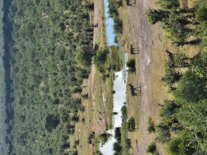 Antelope and other wildlife graze and drink near small ponds in a sprawling green savanna.