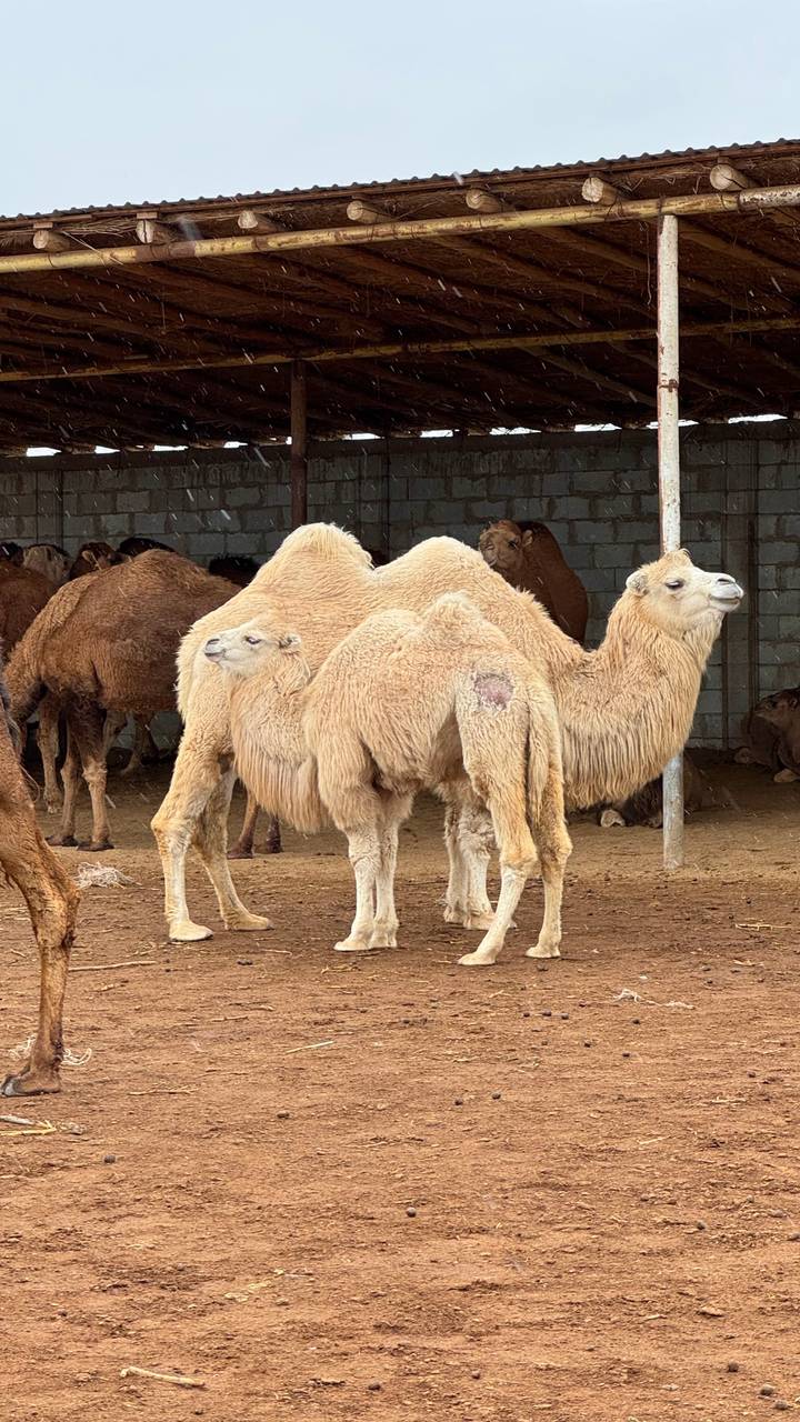 Several camels huddle together inside a rustic shelter on a dirt floor.