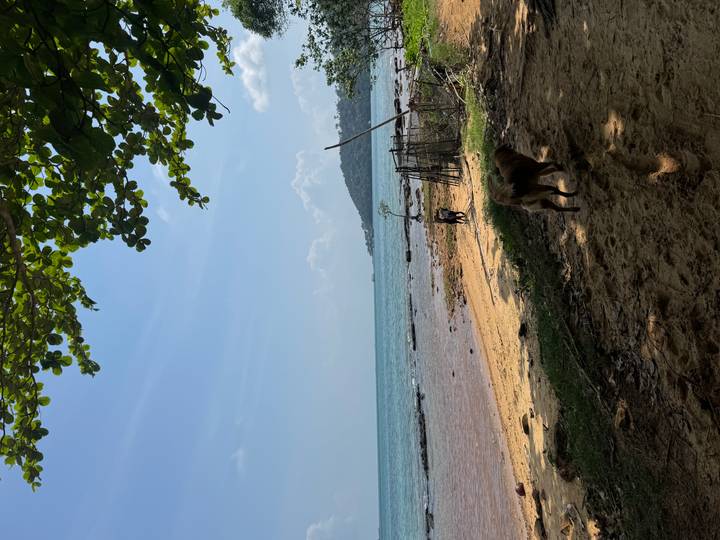 Quiet tropical beach with gentle surf, scattered rocks and a dog exploring the shoreline.
