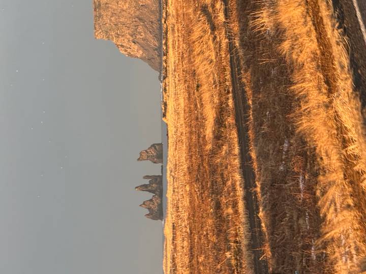 Reynisdrangar sea stacks rise off the Icelandic coast beyond golden grasslands