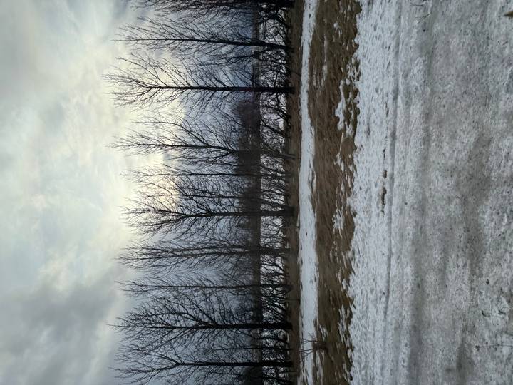 Leafless winter trees line a snow-dusted roadside beneath a muted sky