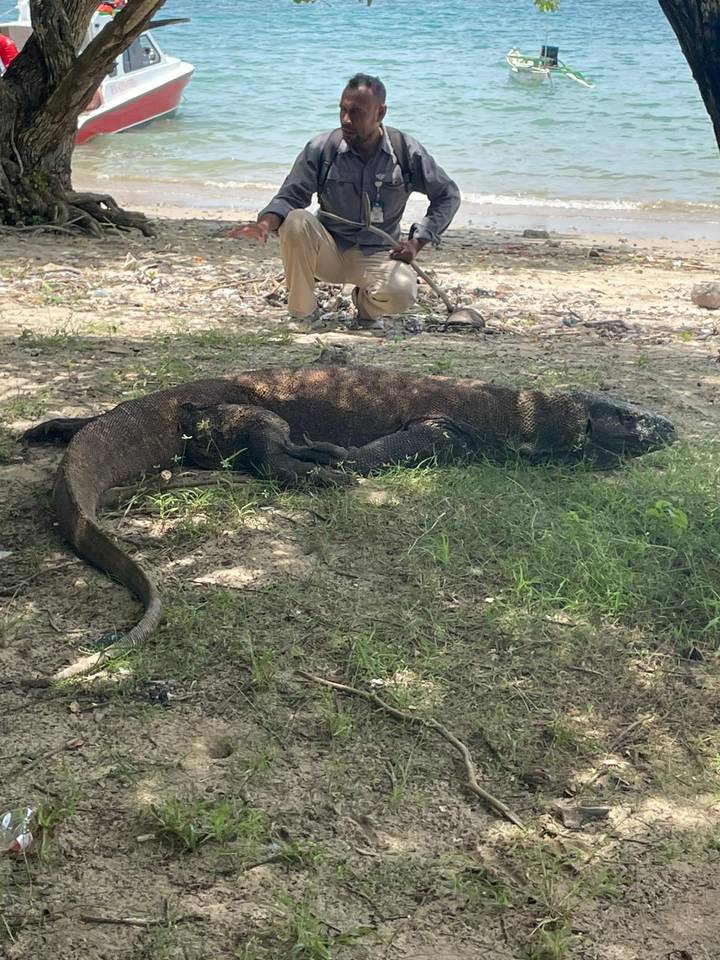 Komodo dragon resting in dappled shade on grassy ground