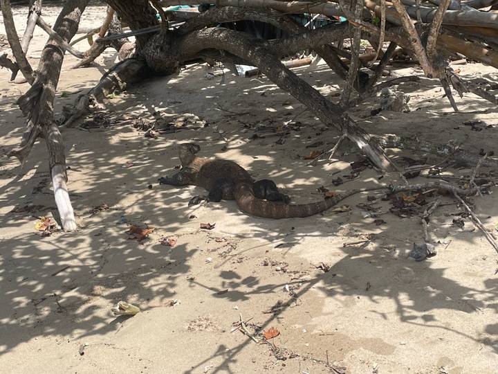 A Komodo dragon rests on sandy ground in dappled shade beneath twisted tree roots.