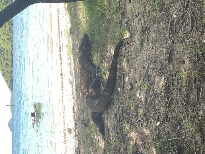 A large Komodo dragon lounges in patchy shade near a shoreline with turquoise water.