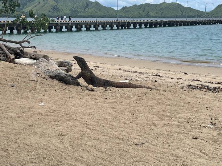 Komodo dragon lifts its head on a sandy beach near a wooden pier and calm sea.