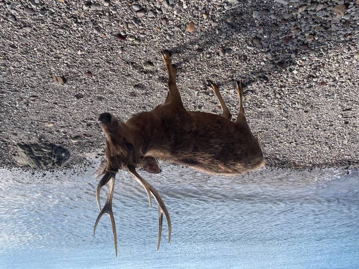 A lone deer with branching antlers stands on a stony beach beside gentle waves.