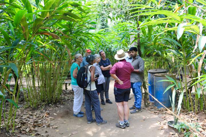 Guide explains plants to tourists along a lush spice plantation path.