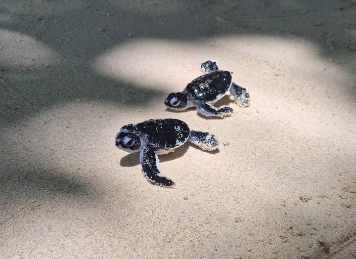 Two tiny black-and-white baby sea turtles crawl across soft beige sand in dappled sunlight.