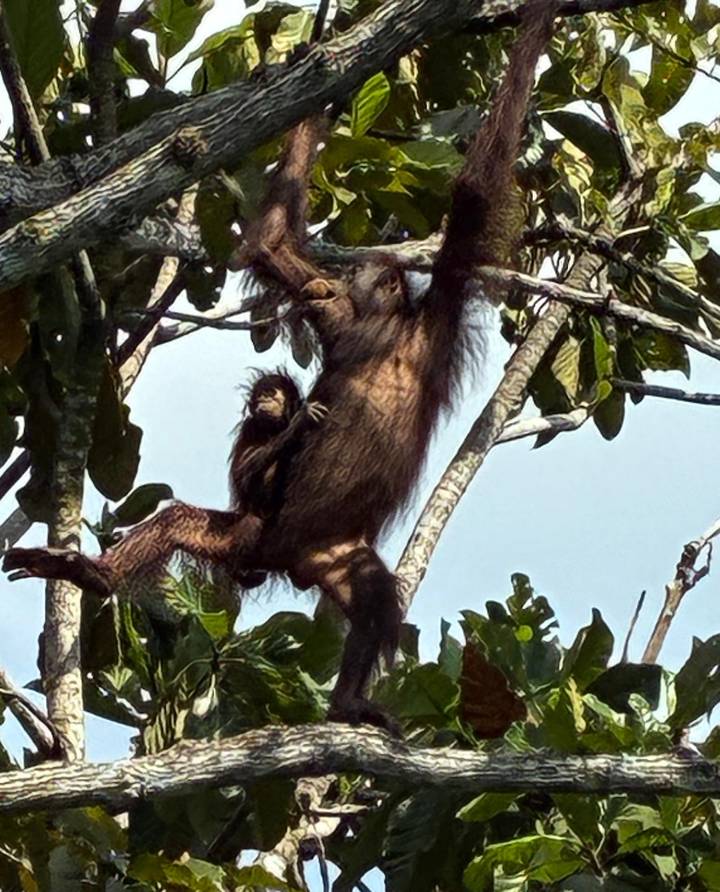 An orangutan mother hangs from a branch while her baby clings to her in lush rainforest foliage.