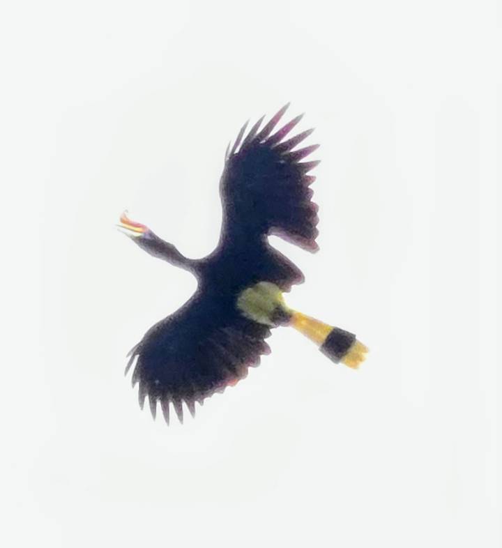 A hornbill with bright yellow bill and tail soars against an overexposed white sky.