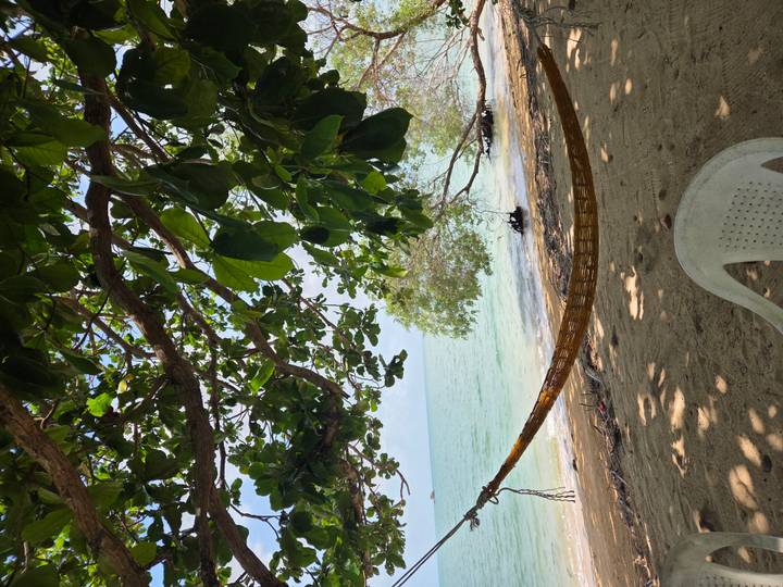 A woven hammock hangs under leafy branches beside a calm tropical beach with gentle surf.