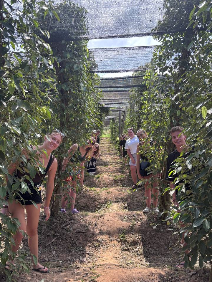 Travellers peeking between rows of lush green pepper vines on a sunny plantation tour.