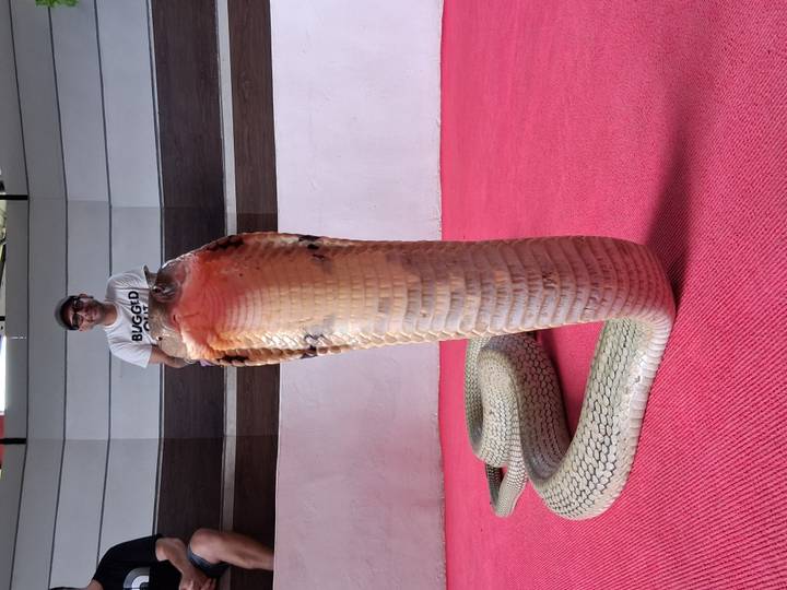 Close perspective of an enormous cobra raised in a snake show with handler smiling behind.