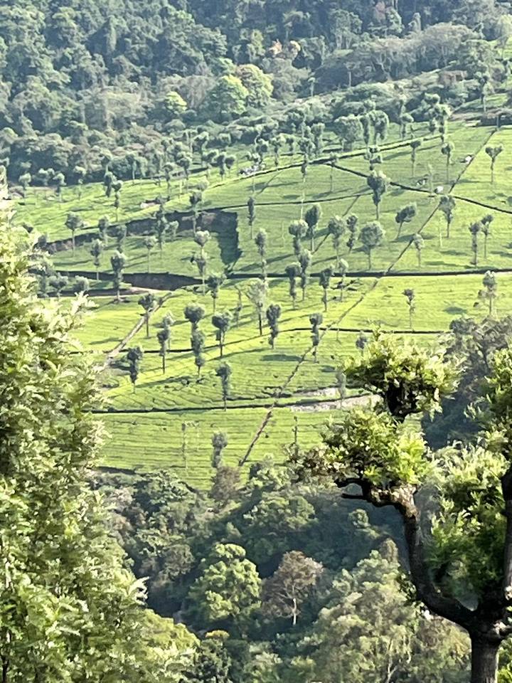 Telephoto view of stepped tea plantations with neat rows of trees on rolling green hills, slightly fuzzy.