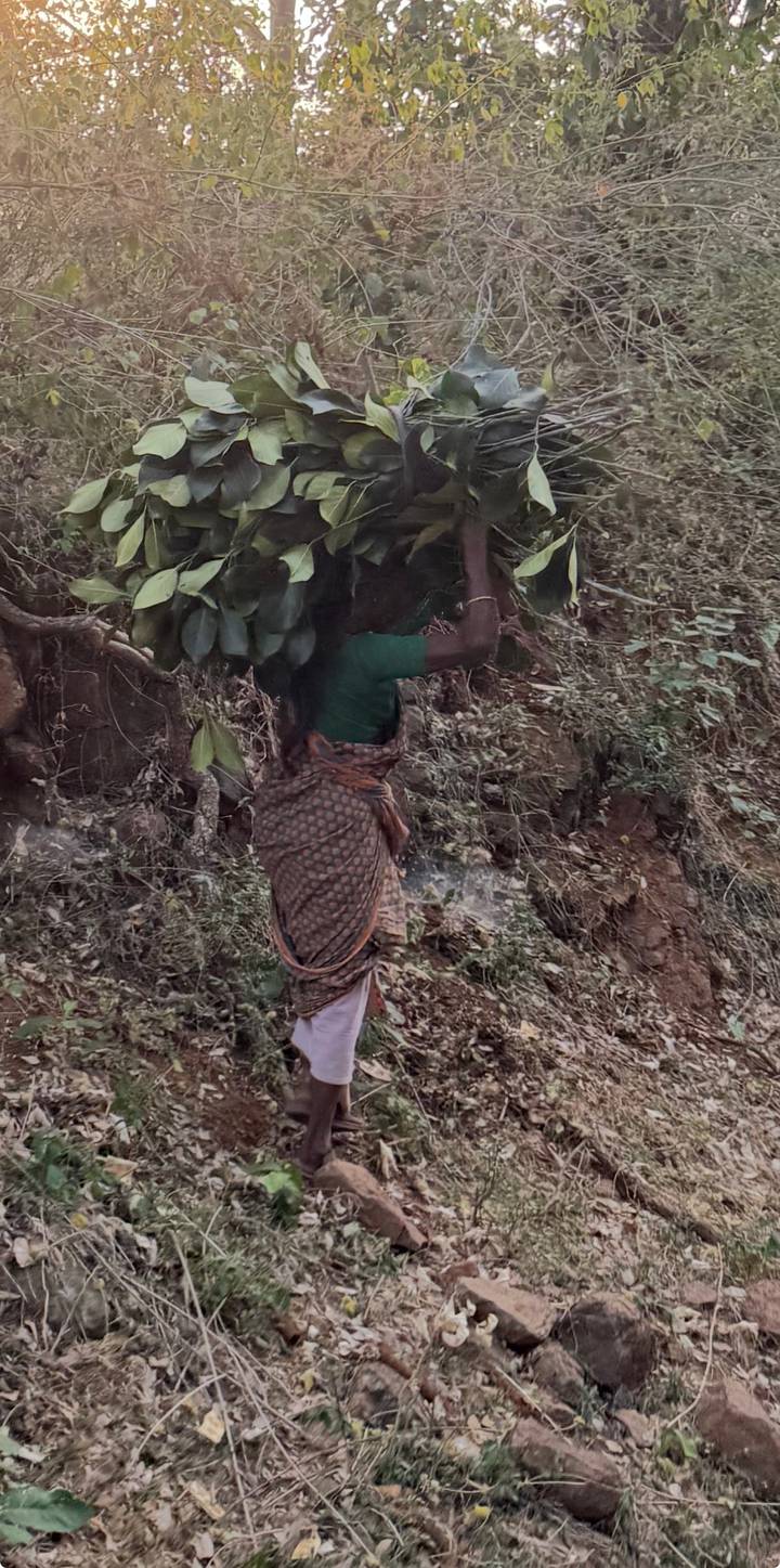 Tea worker carries a heavy bundle of leafy branches up a rugged hillside path.