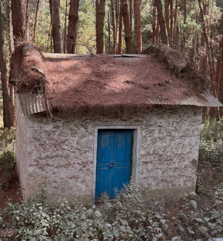 Small rustic shed with blue door and pine-needle thatched roof set among tall trees.