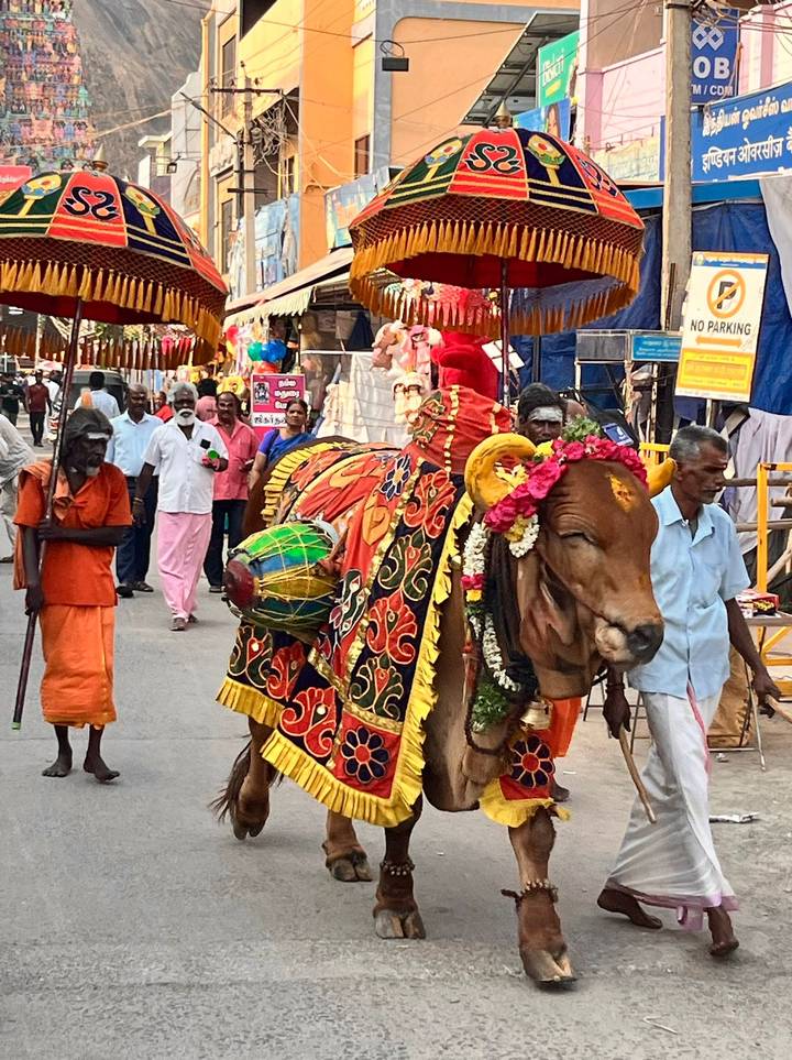 Vibrantly adorned sacred bull leads a colourful street festival with onlookers and musicians.