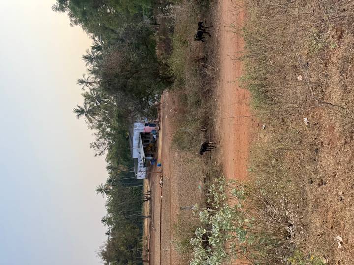 Rural Indian countryside scene with a dirt track, small tin-roofed shack, palm trees and a lone black goat in the foreground under clear skies