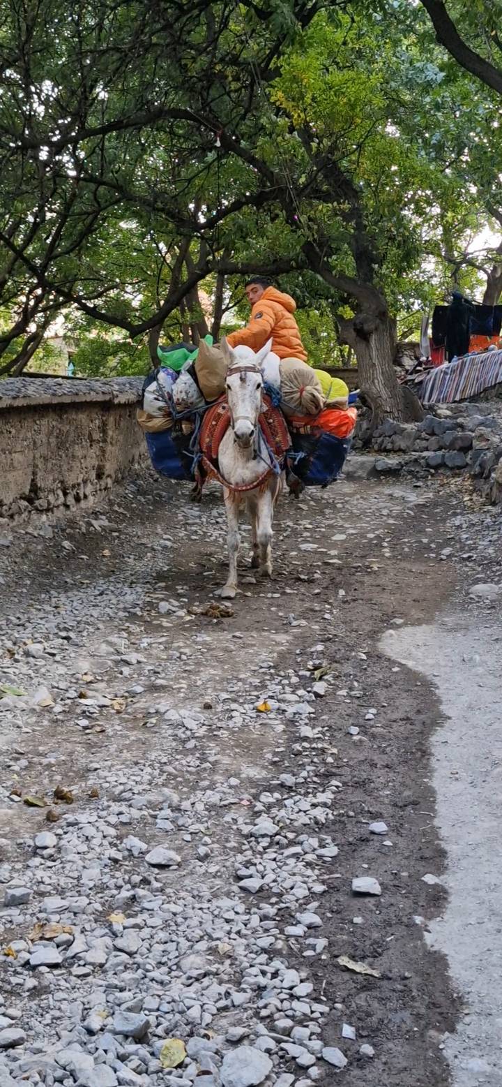 Pack mule laden with colorful bags walking along a stony desert trail