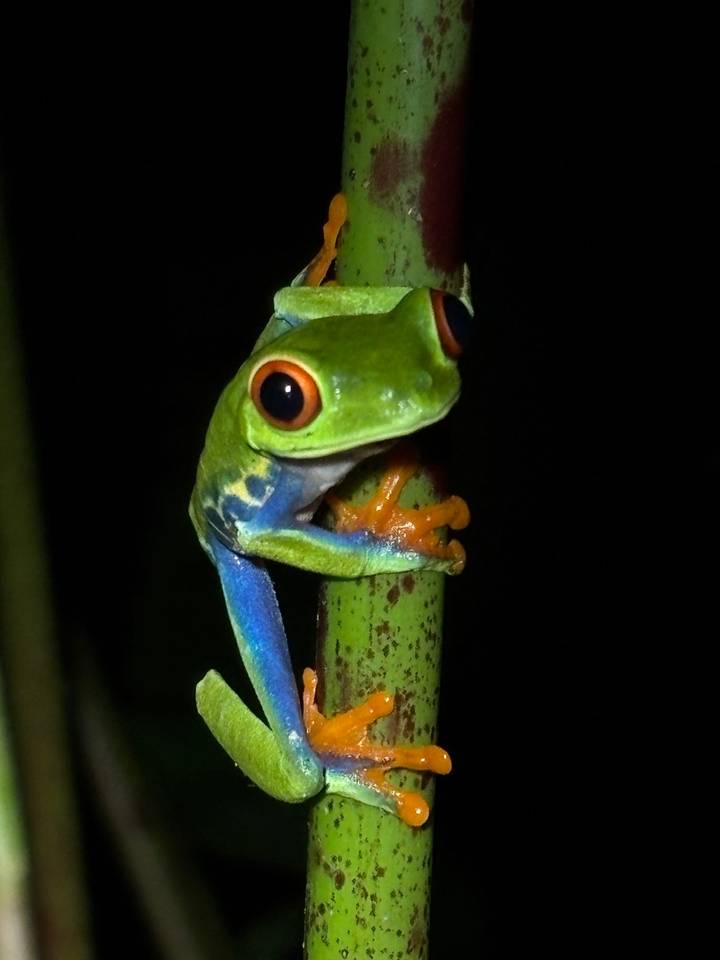 Close-up night shot of a vibrant red-eyed tree frog clinging to a green stem
