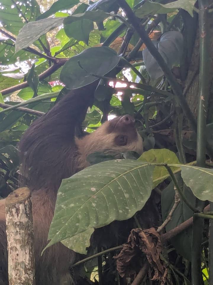 A sloth hanging leisurely from tree branches amid dense green foliage