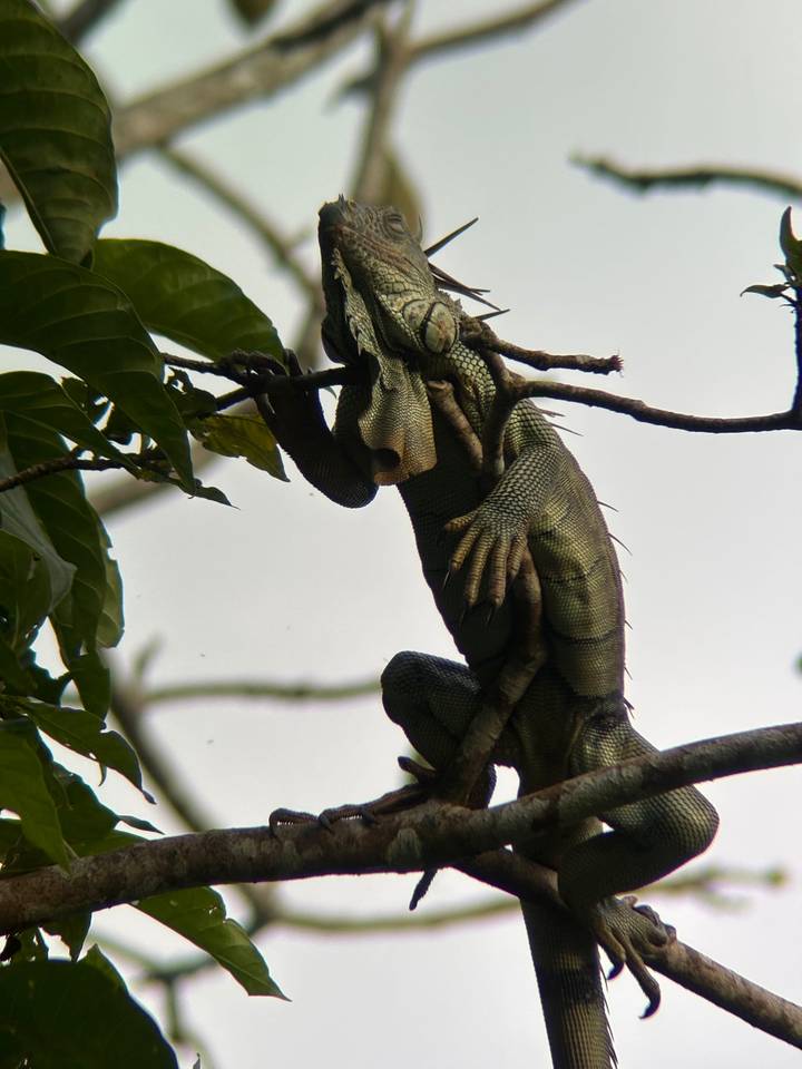 Iguana perched on a thin branch silhouetted against a pale sky in the rainforest canopy