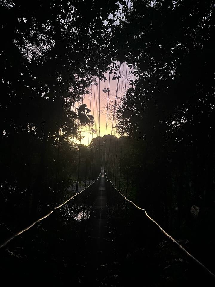 Long hanging suspension bridge disappearing into dense jungle with a colourful dawn sky behind