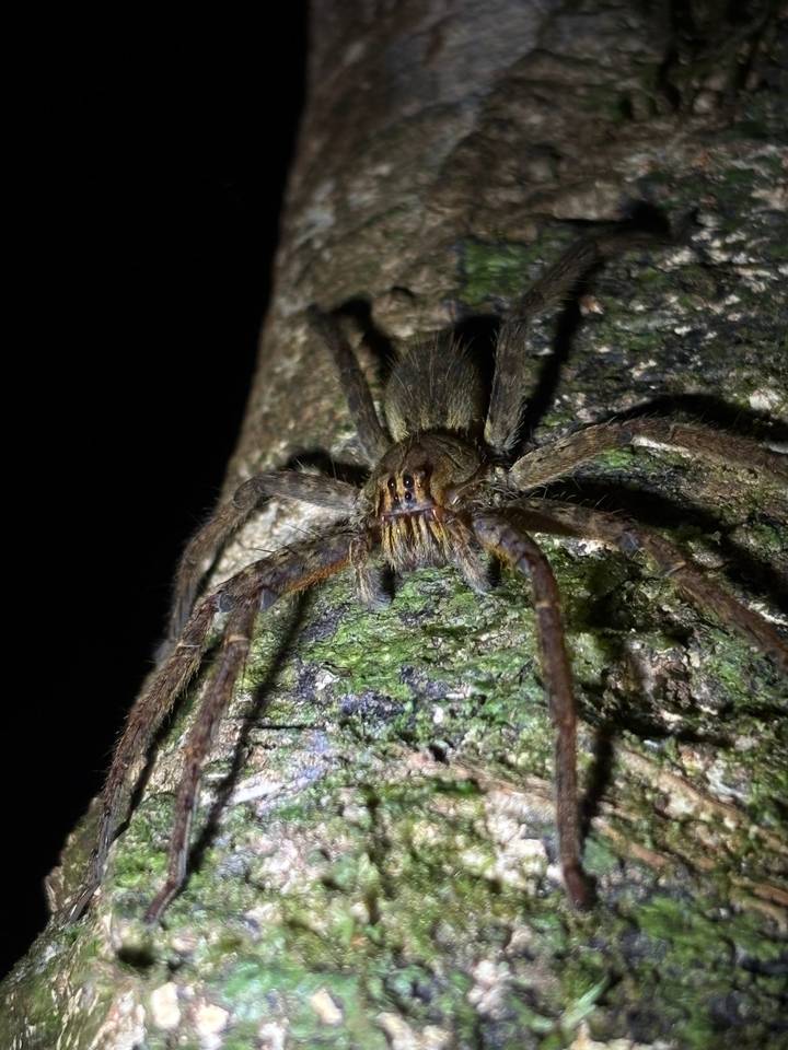 Close macro of a large brown spider on textured tree bark at night