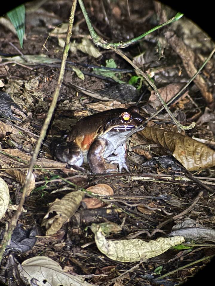 Forest floor frog with reflective eyes illuminated by flash amid leaves and twigs