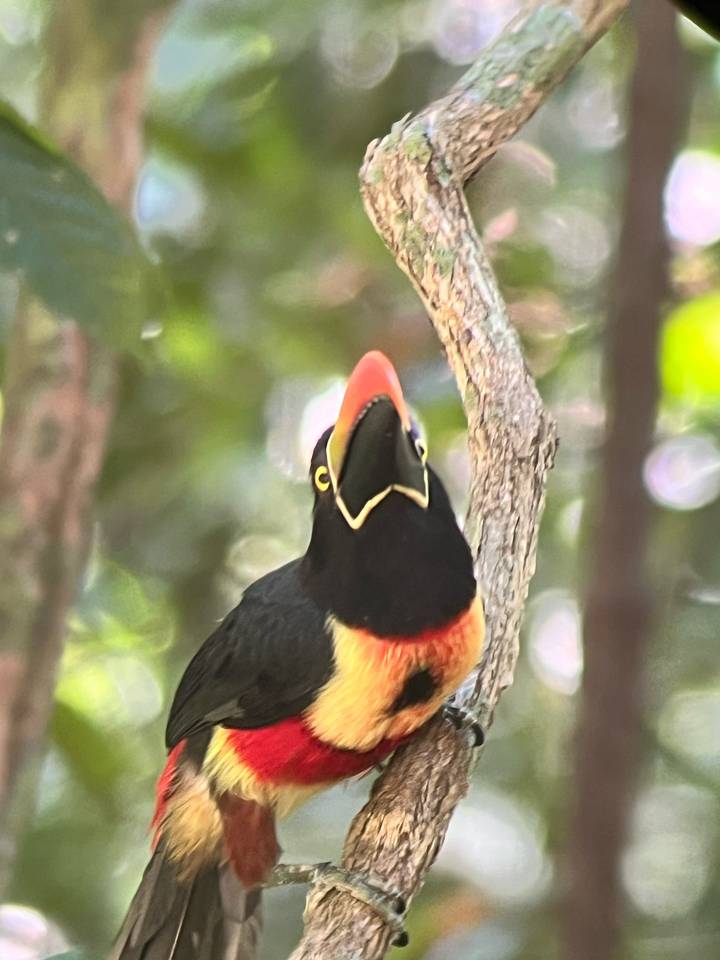 Colourful tropical bird with orange beak and black plumage looking upward on a branch