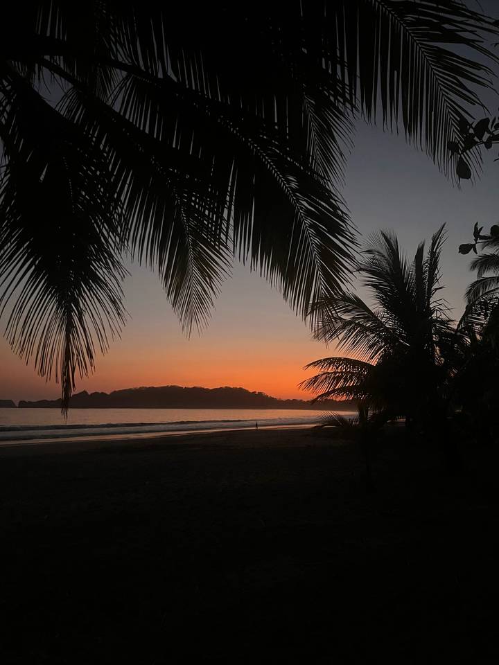 Silhouetted palm fronds framing a calm tropical beach at colourful dusk