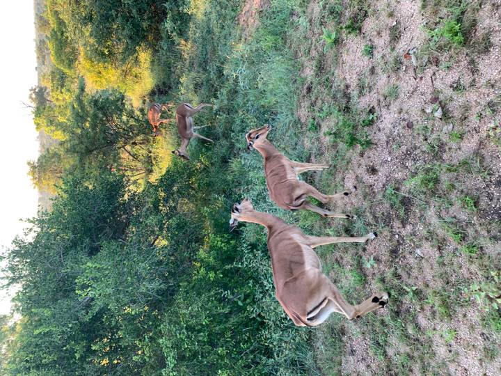Several impalas grazing among green bushes and woodland at dawn light.