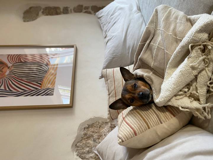 Small dog tucked under a blanket resting on a couch in a cozy living room.