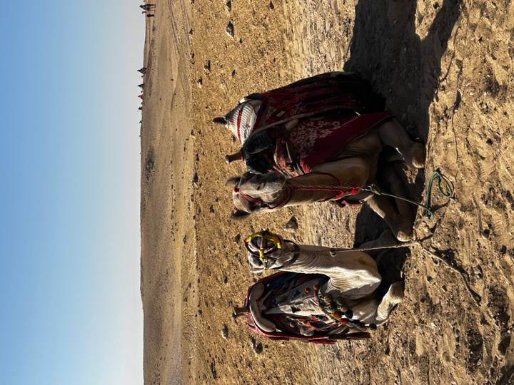 Two resting camels in colorful saddles kneel on the sandy desert floor.